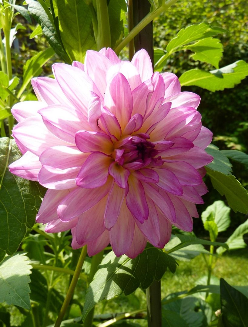 Dahlia